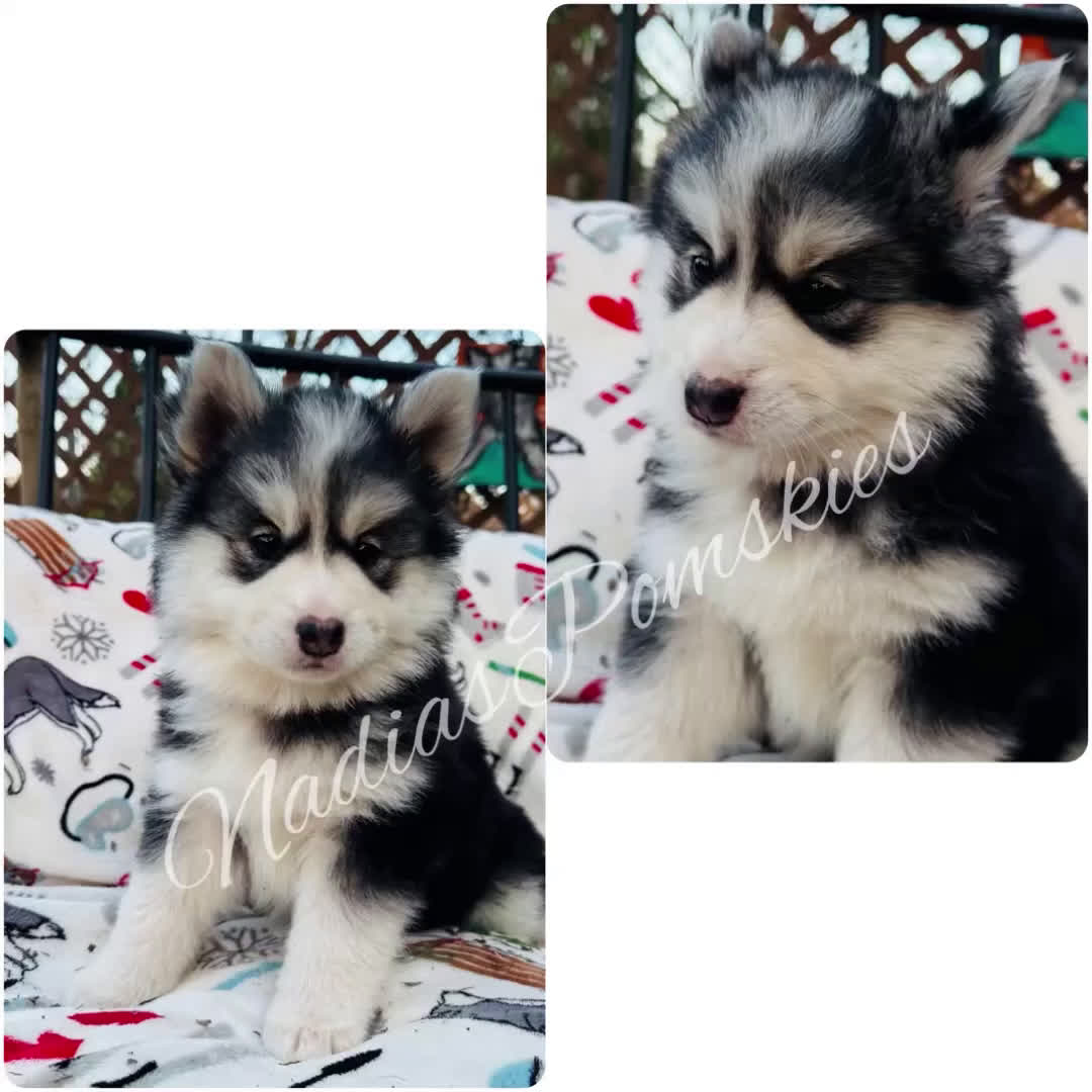 Pomsky dogs for sale: Pomsky Girl Gray/Black/White - Video 2