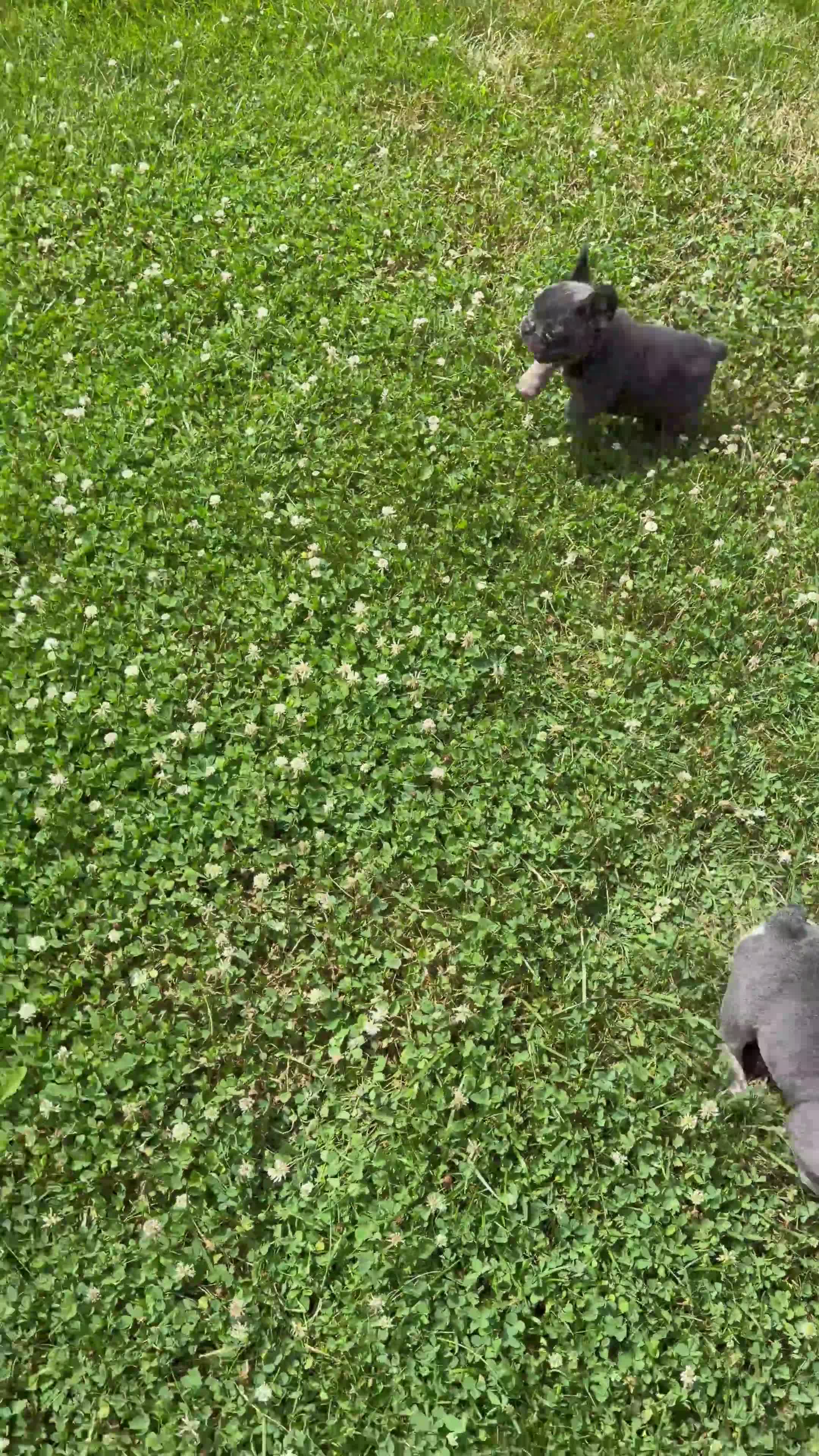 French Bulldog dogs for sale: Missy - Video 1