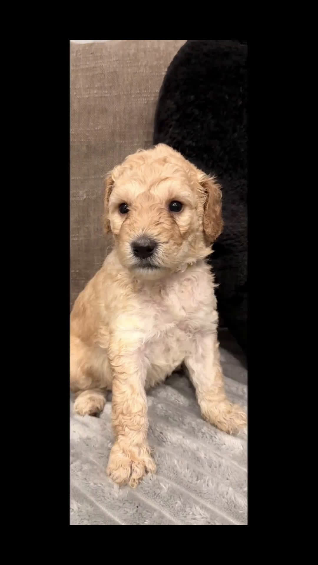 Mixed Breed dogs for sale: Mixed Breed Puppy 3 - Video 1