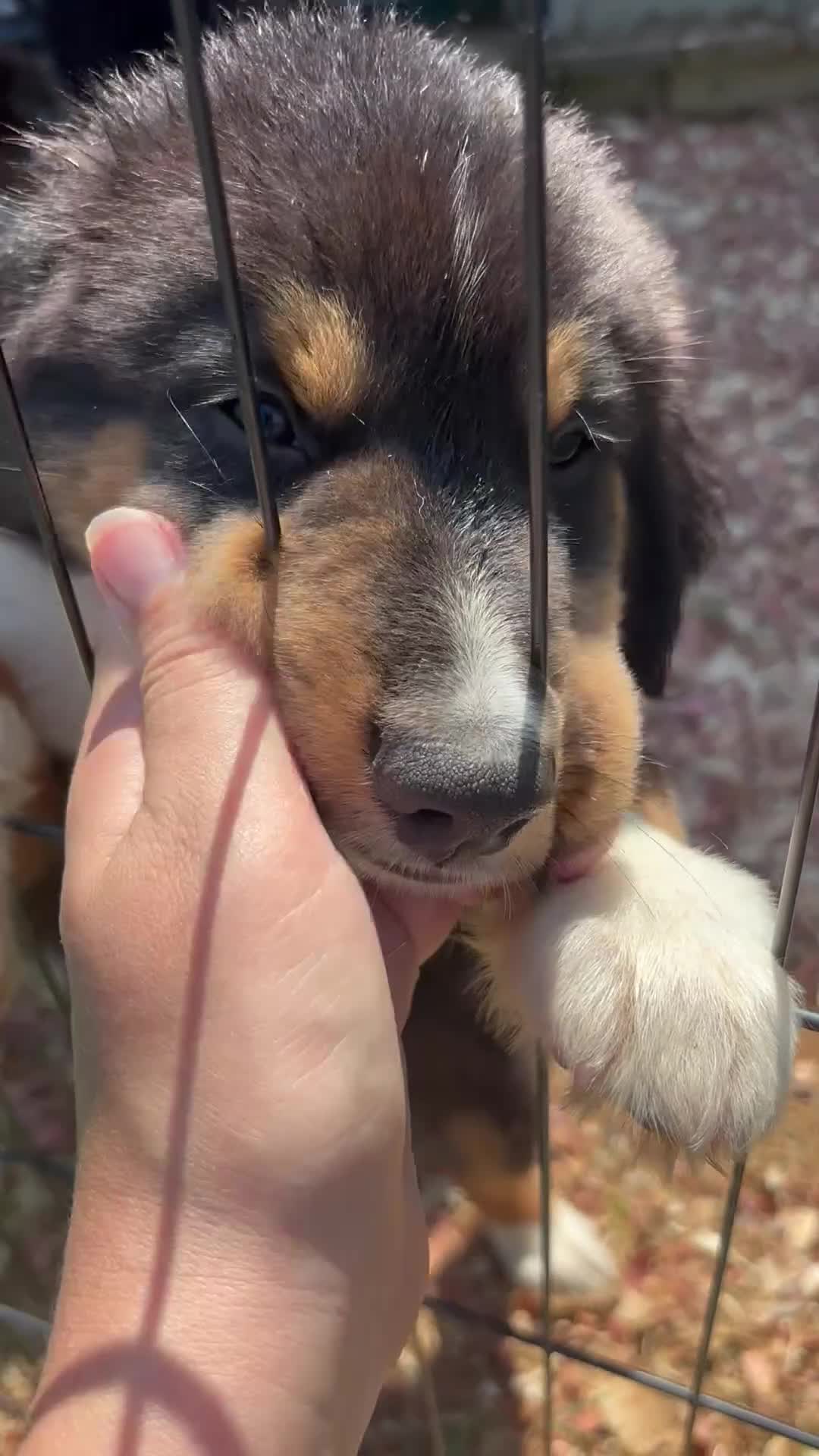 Miniature Australian Shepherd dogs for sale: #9 Sam - Video 1