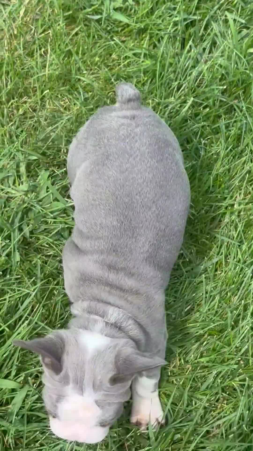 French Bulldog dogs for sale: Basil - Video 1