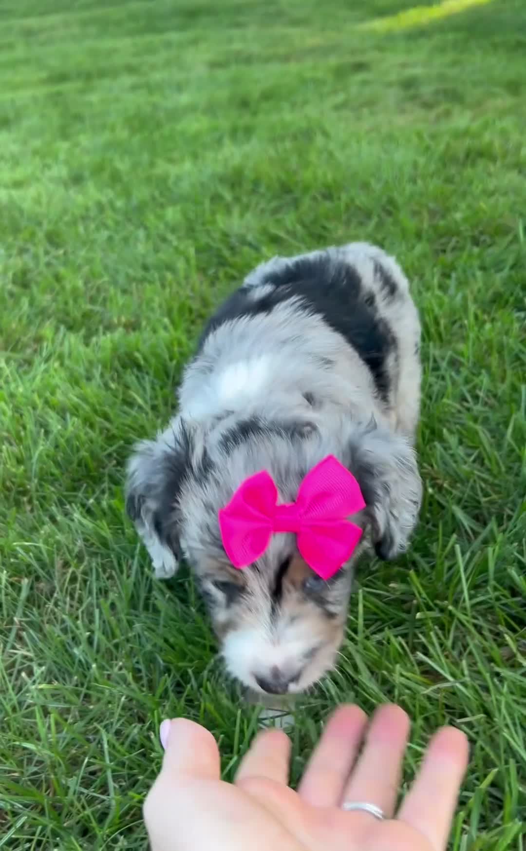 Mini Aussiedoodle dogs for sale: Kierra 🎀 - Video 1