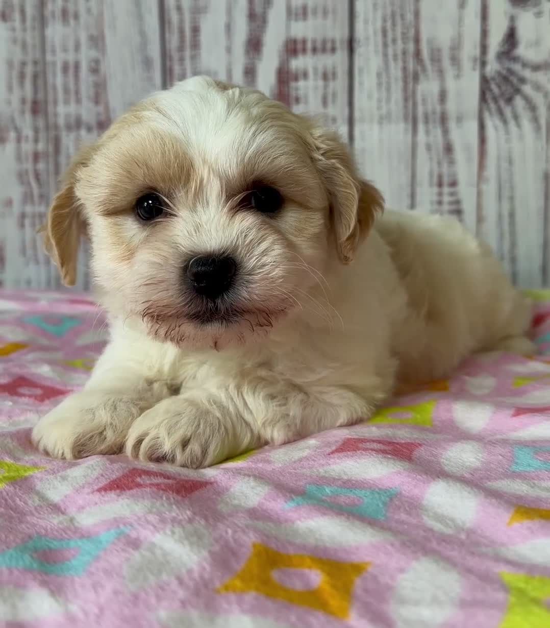 Teddy Bear dogs for sale: Funshine Bear - Video 1