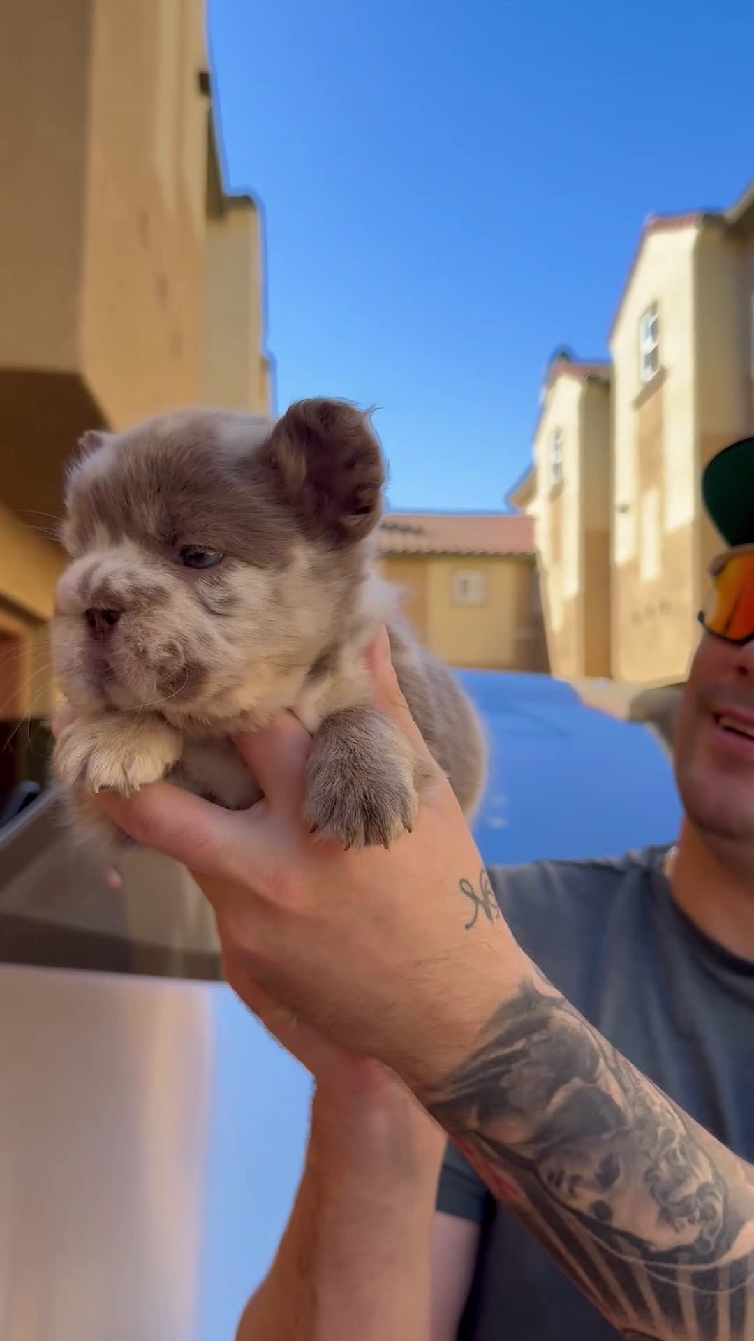 French Bulldog dogs for sale: Ace Boogie - Video 6