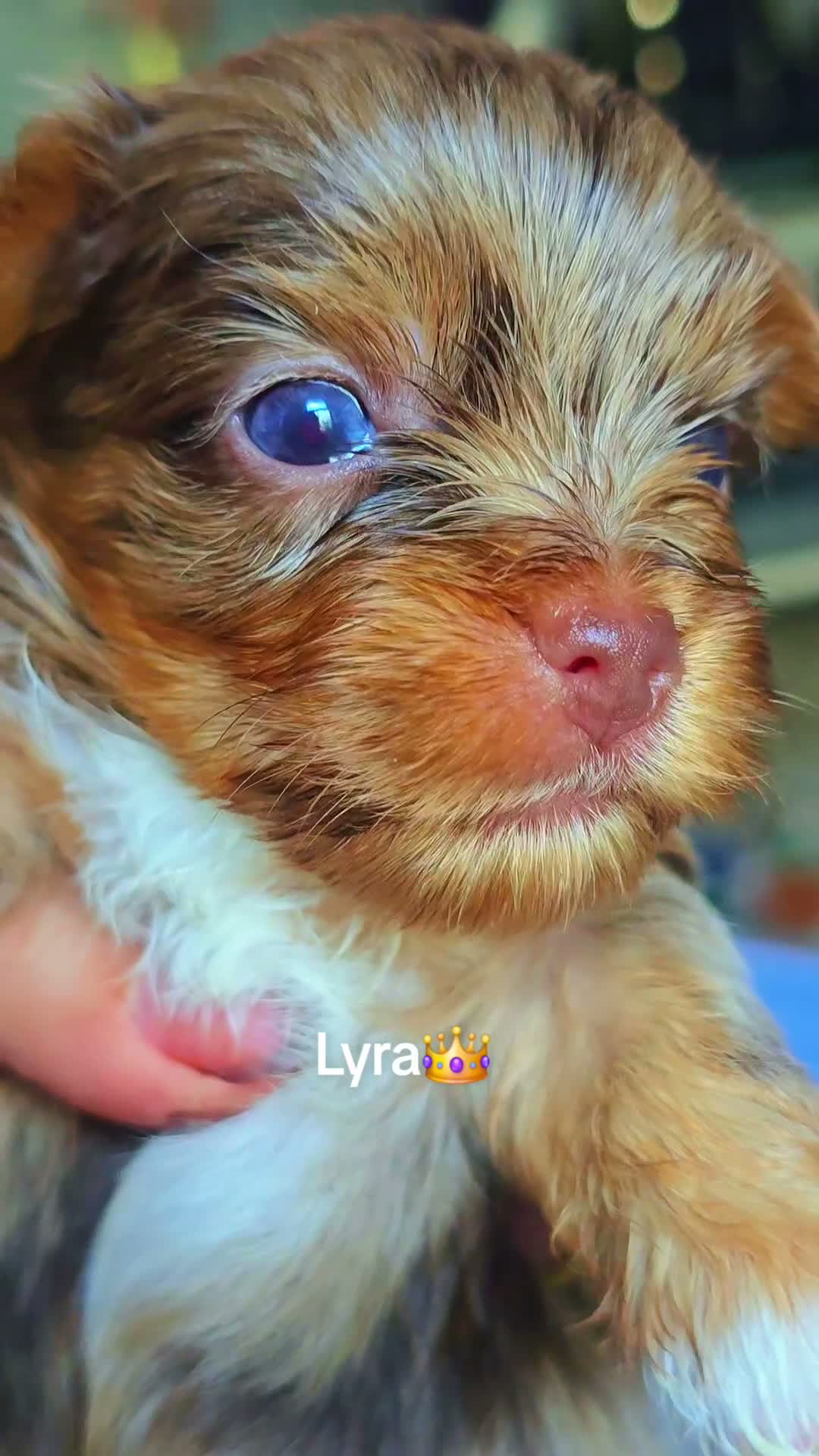 Yorkshire Terrier dogs for sale: Princes Lyra of Biewerlux  - Video 2