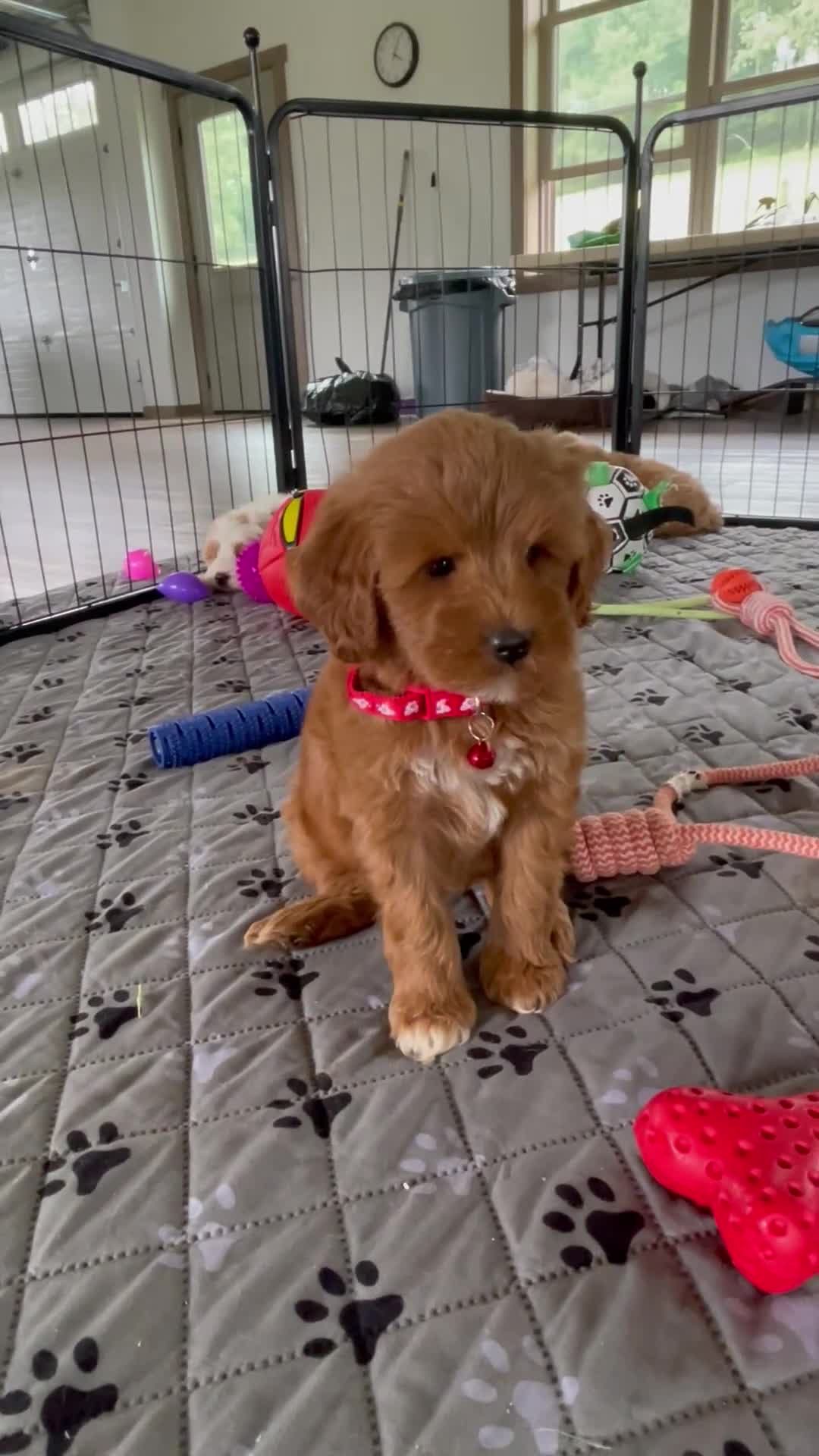 Mini Goldendoodle dogs for sale: Ms. Mackenzie  - Video 1