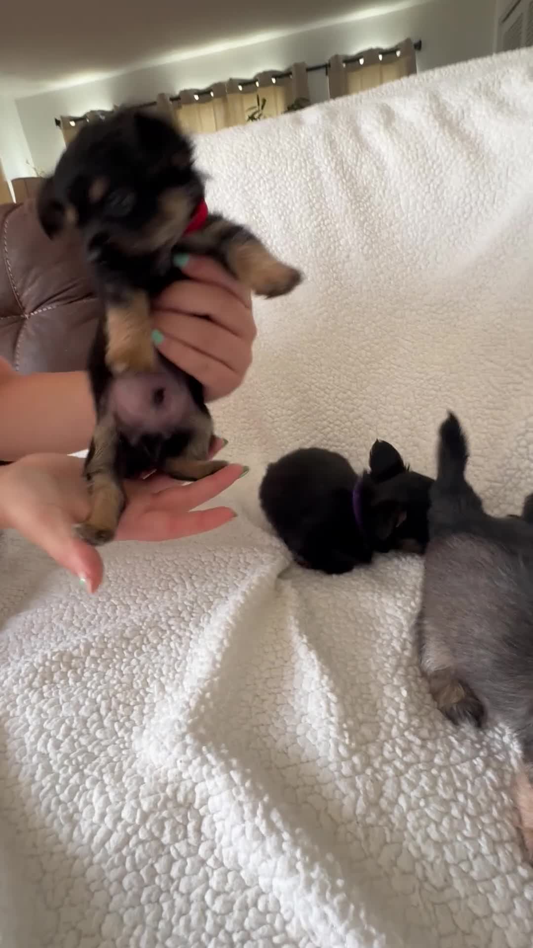 Chorkie dogs for sale:  Puppy 1 - Video 1