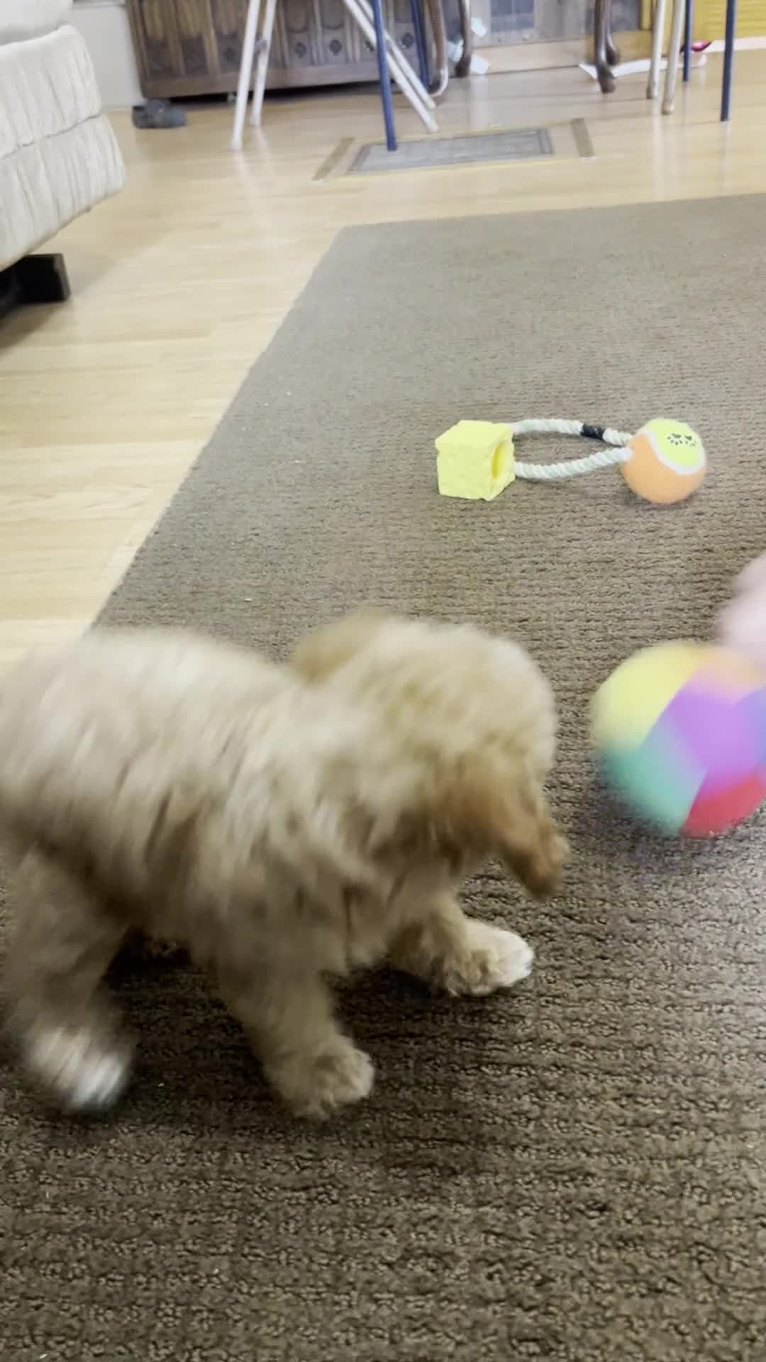 Toy Poodle dogs for sale: Penny - Video 1