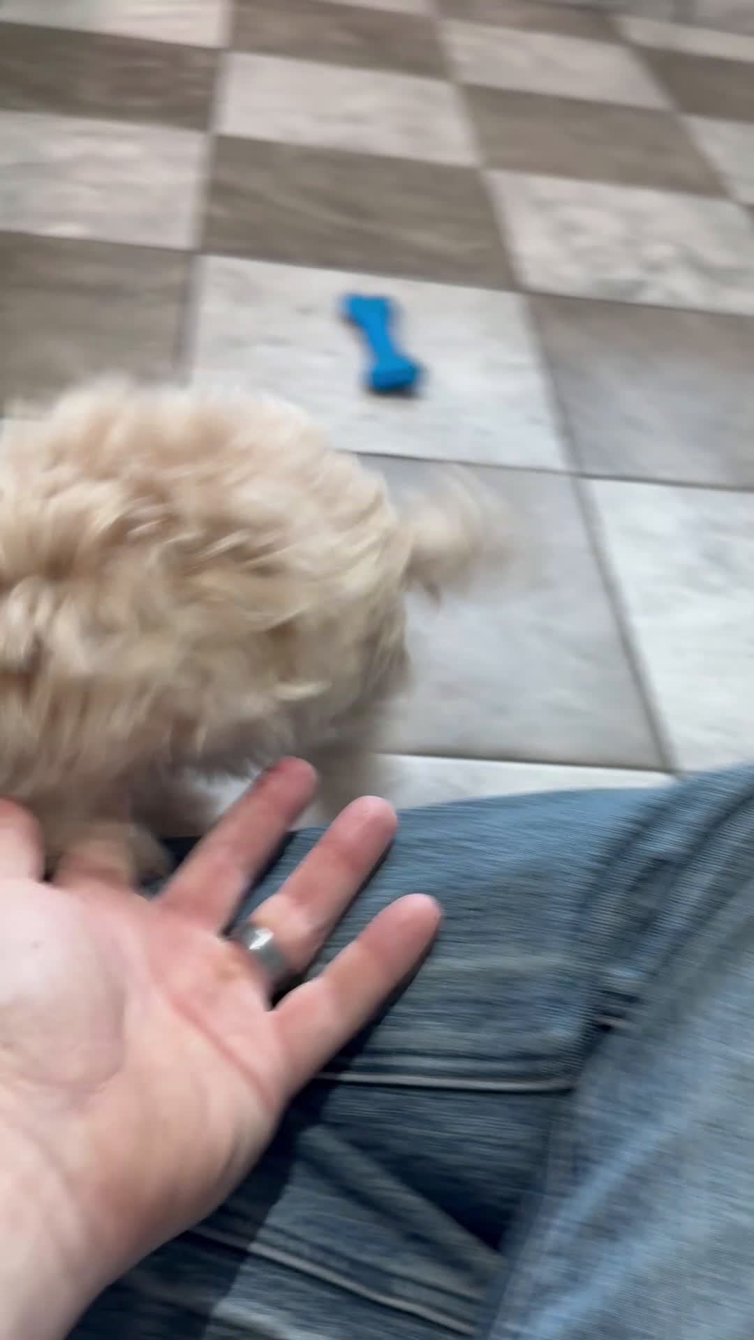 Maltipoo dogs for sale: Freddy - Video 1