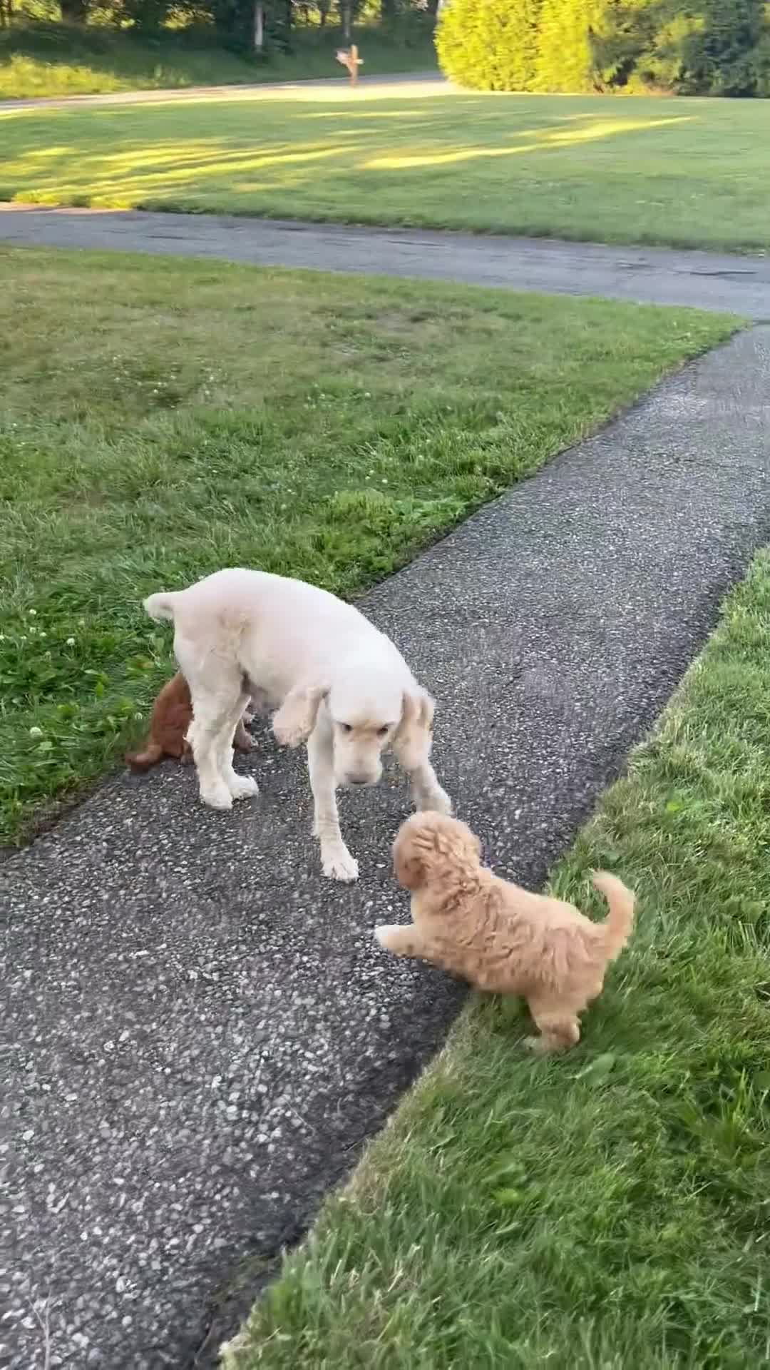 Cockapoo dogs for sale: Snuggles - Video 1