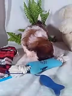 Shih Tzu dogs for sale: Chewy - Video 1