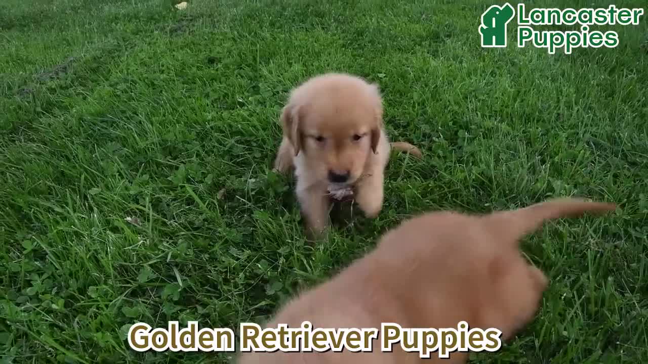 Golden Retriever dogs for sale: Goldie - Video 1