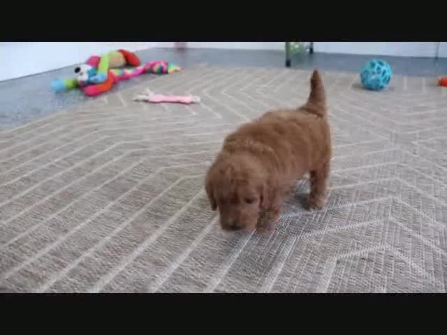 Mini Goldendoodle dogs for sale: Phoenix - Video 6