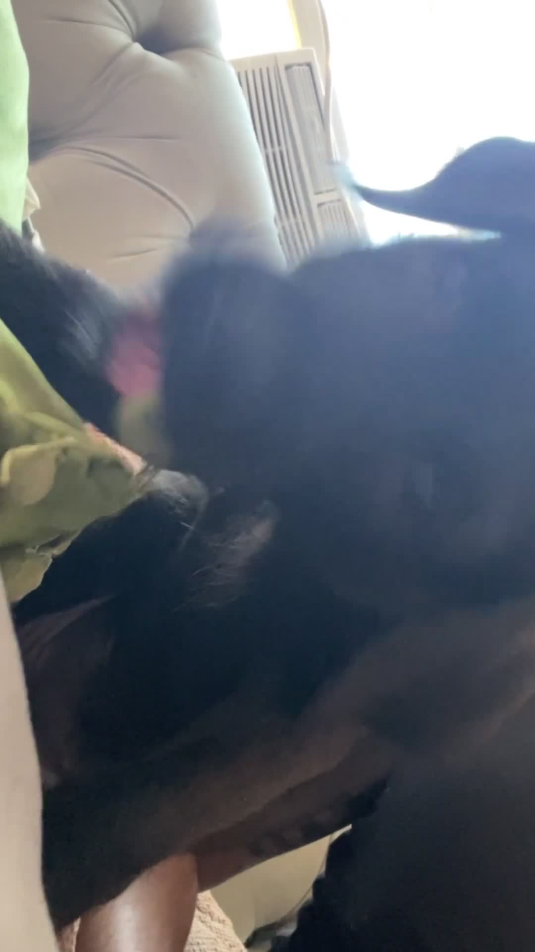 Mixed Breed dogs for sale: Kodah  - Video 2