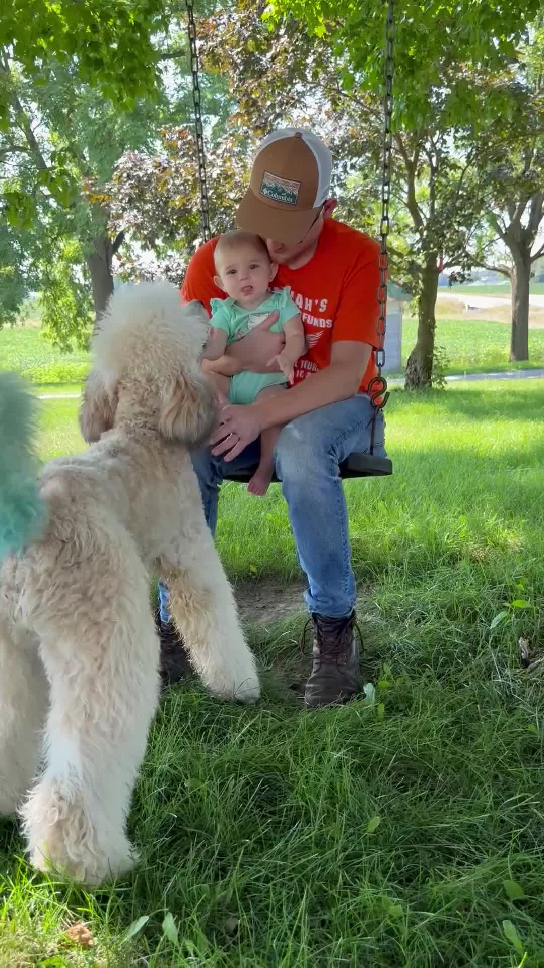 Standard Poodle dogs for sale: Diego - AKC - Video 1