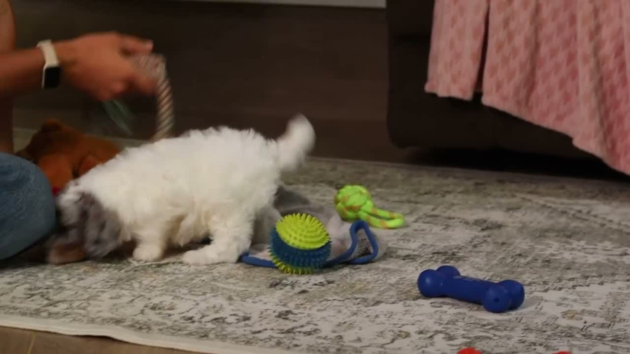 Miniature Poodle dogs for sale: Jasper (AKC) - Video 1