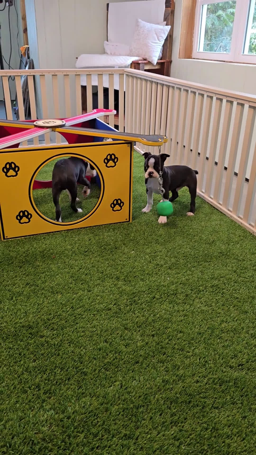 Boston Terrier dogs for sale: Billy - Video 1