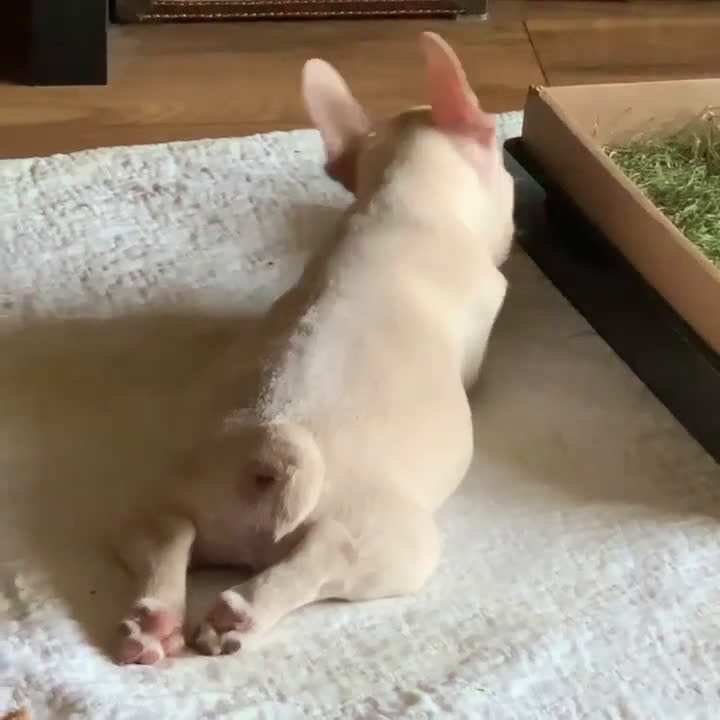 French Bulldog dogs for sale: Papa - Video 1