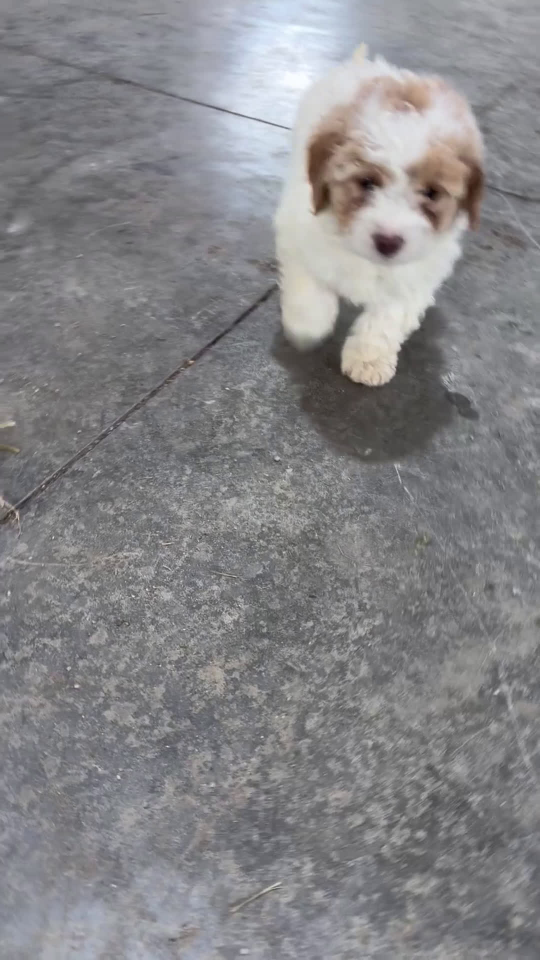 Mini Bernedoodle dogs for sale: Ada - Video 1