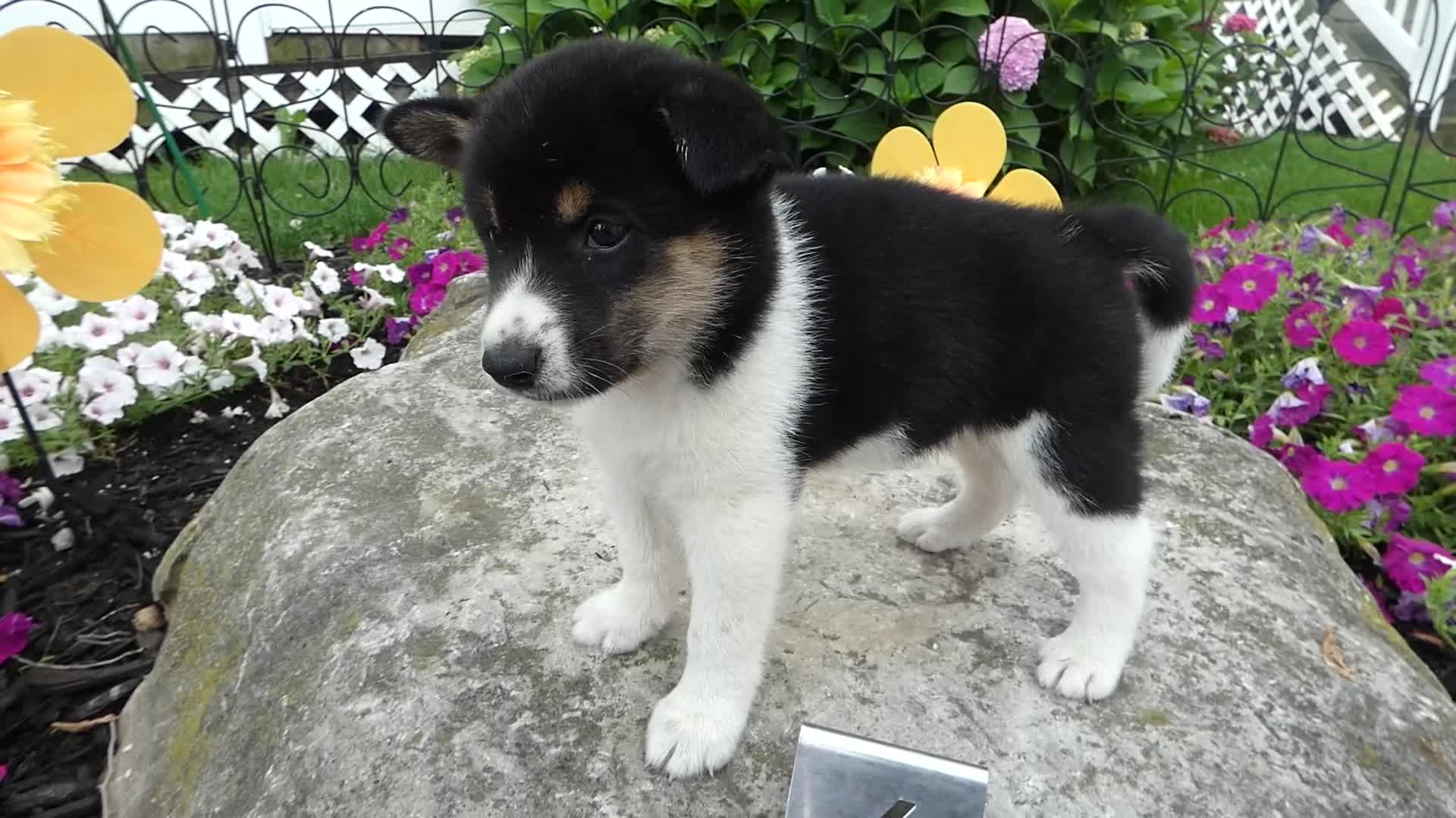 Shiba Inu dogs for sale: Shiba Inu 4 Freddy - Video 1