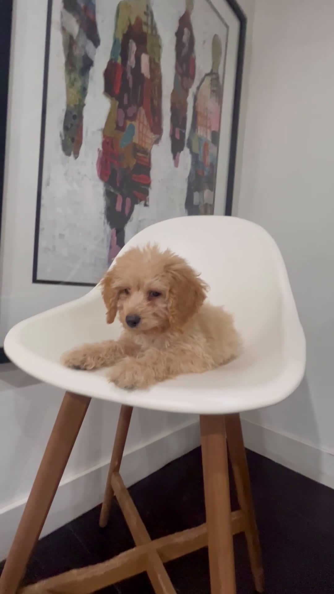 Cavapoo dogs for sale: Kela  - Video 1