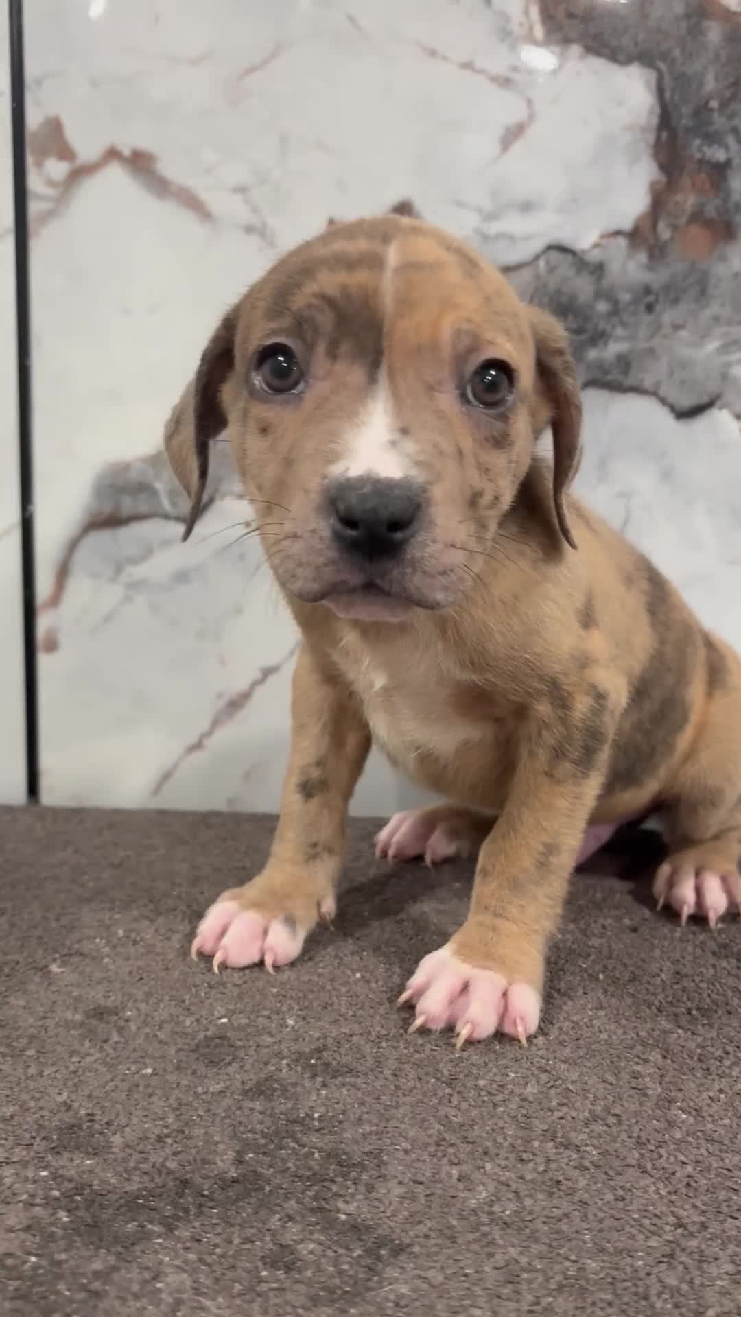 American Bully dogs for sale: Merle cash  - Video 1