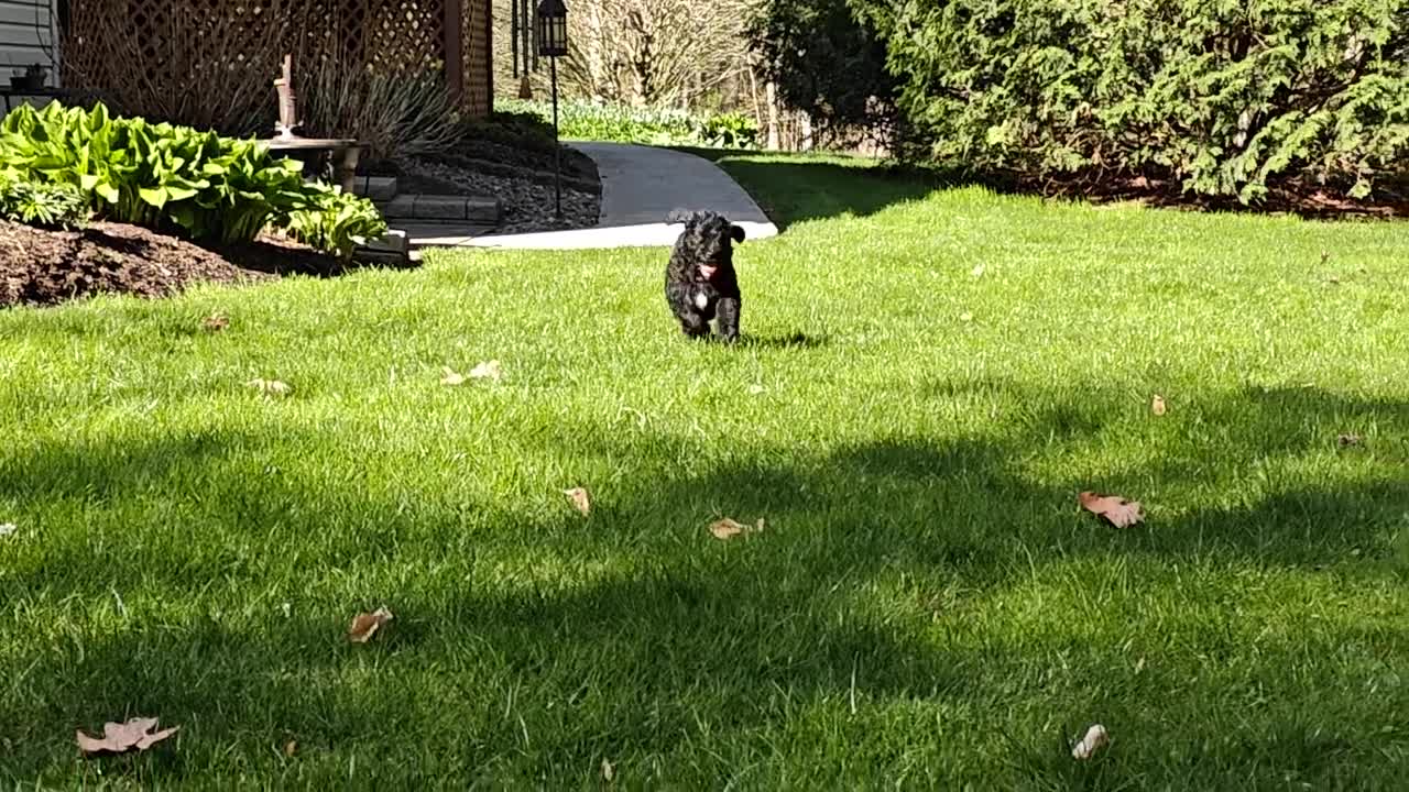 Bernedoodle dogs for sale: Shadow  - Video 1