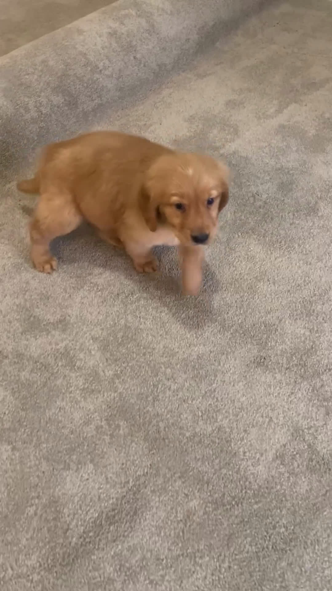 Golden Retriever dogs for sale: Dale - Video 1