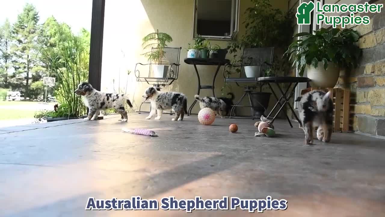 Australian Shepherd dogs for sale: Misty - Video 1