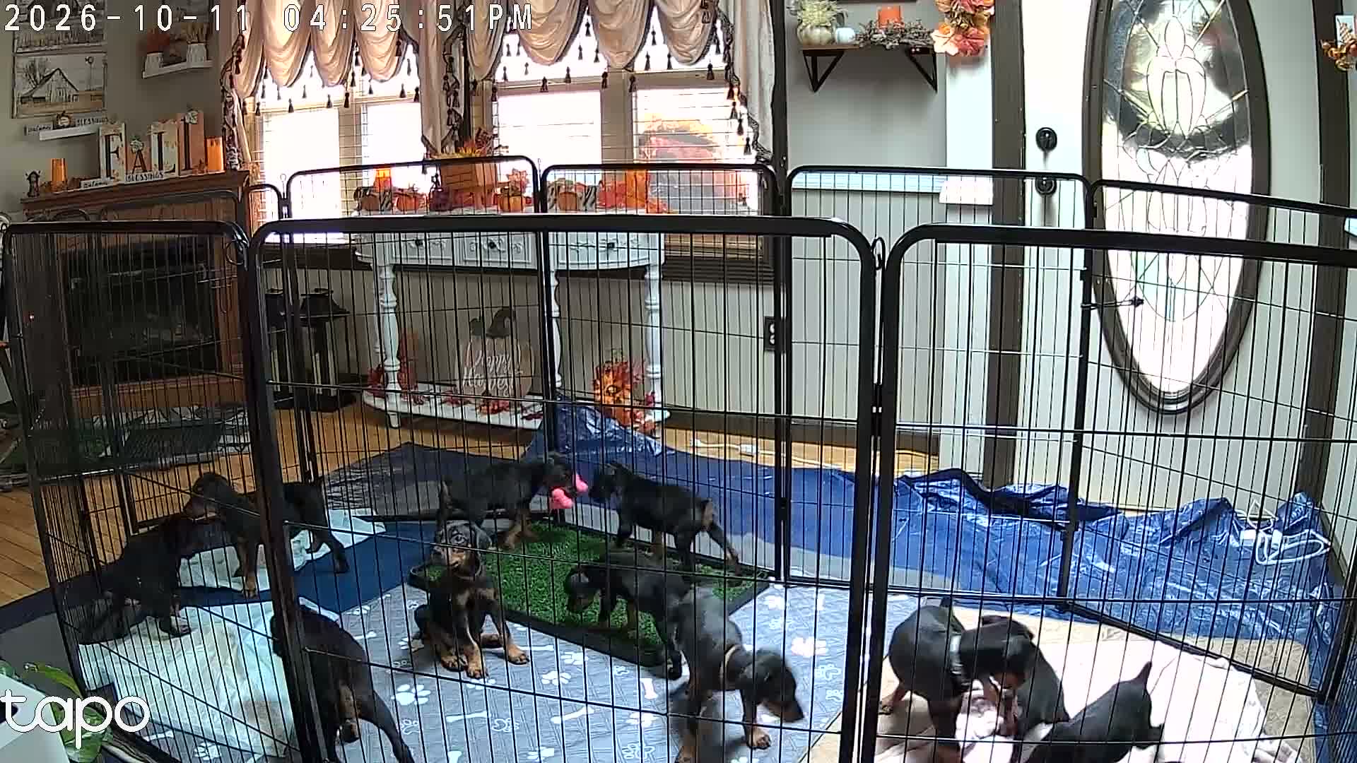 Doberman Pinscher dogs for sale: Doberman Pinscher 2 - Video 3