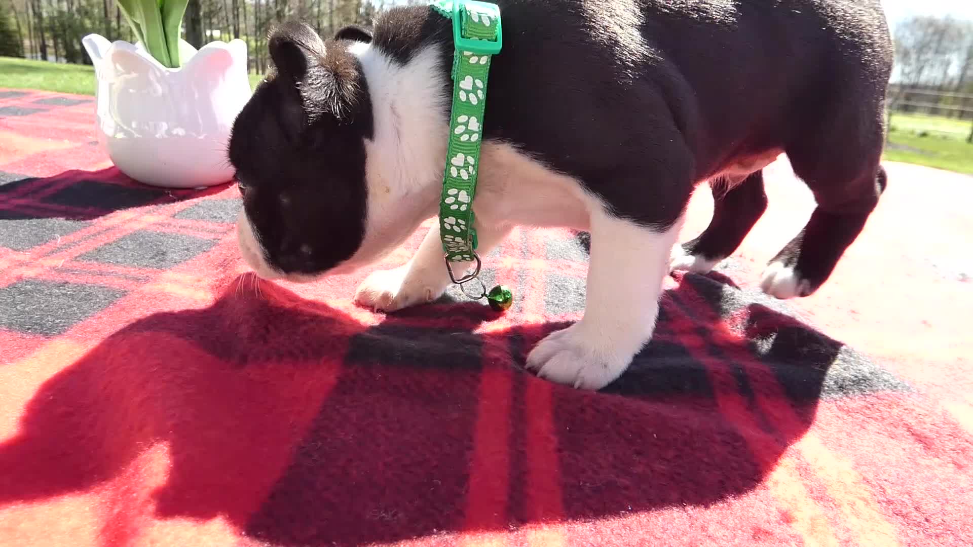Boston Terrier dogs for sale: Boston Terrier Puppy 3 Marky - Video 1