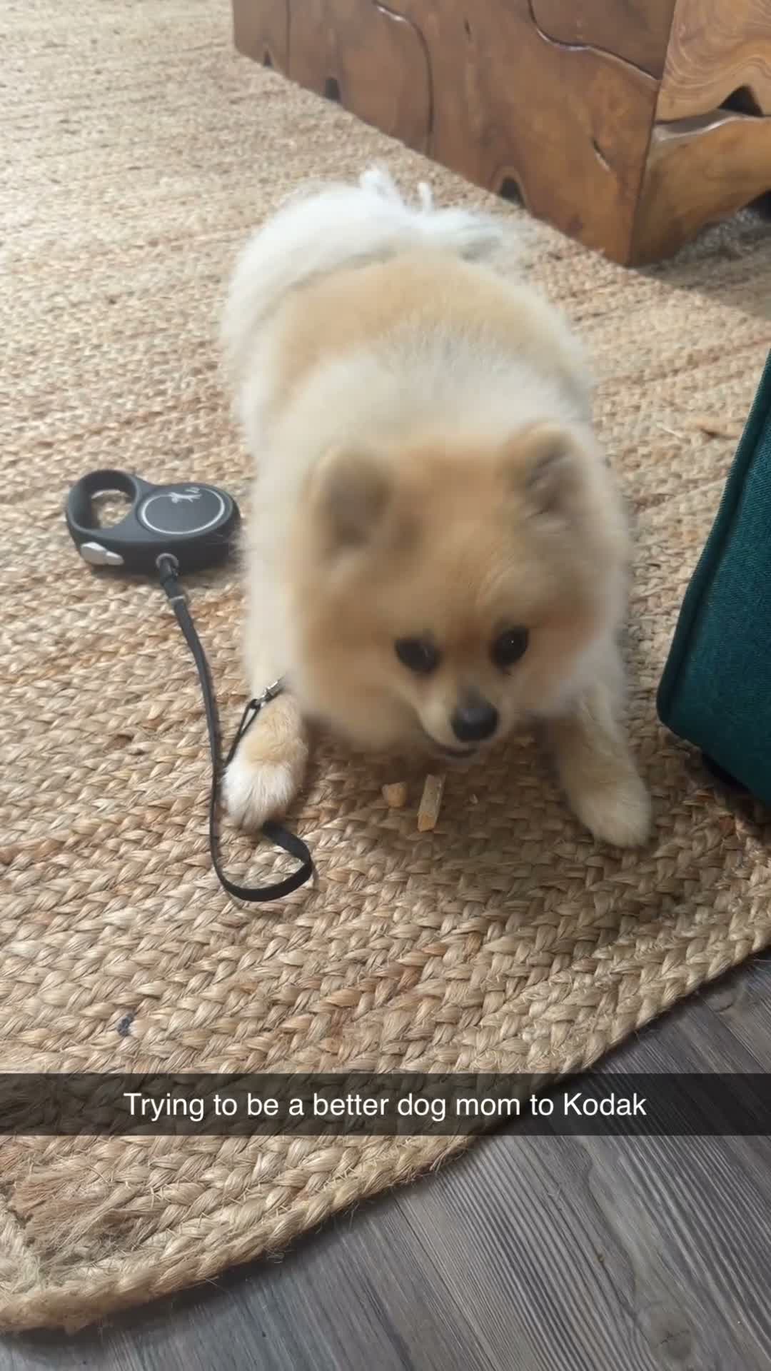 Pomeranian dogs for sale: Kodak - Video 5