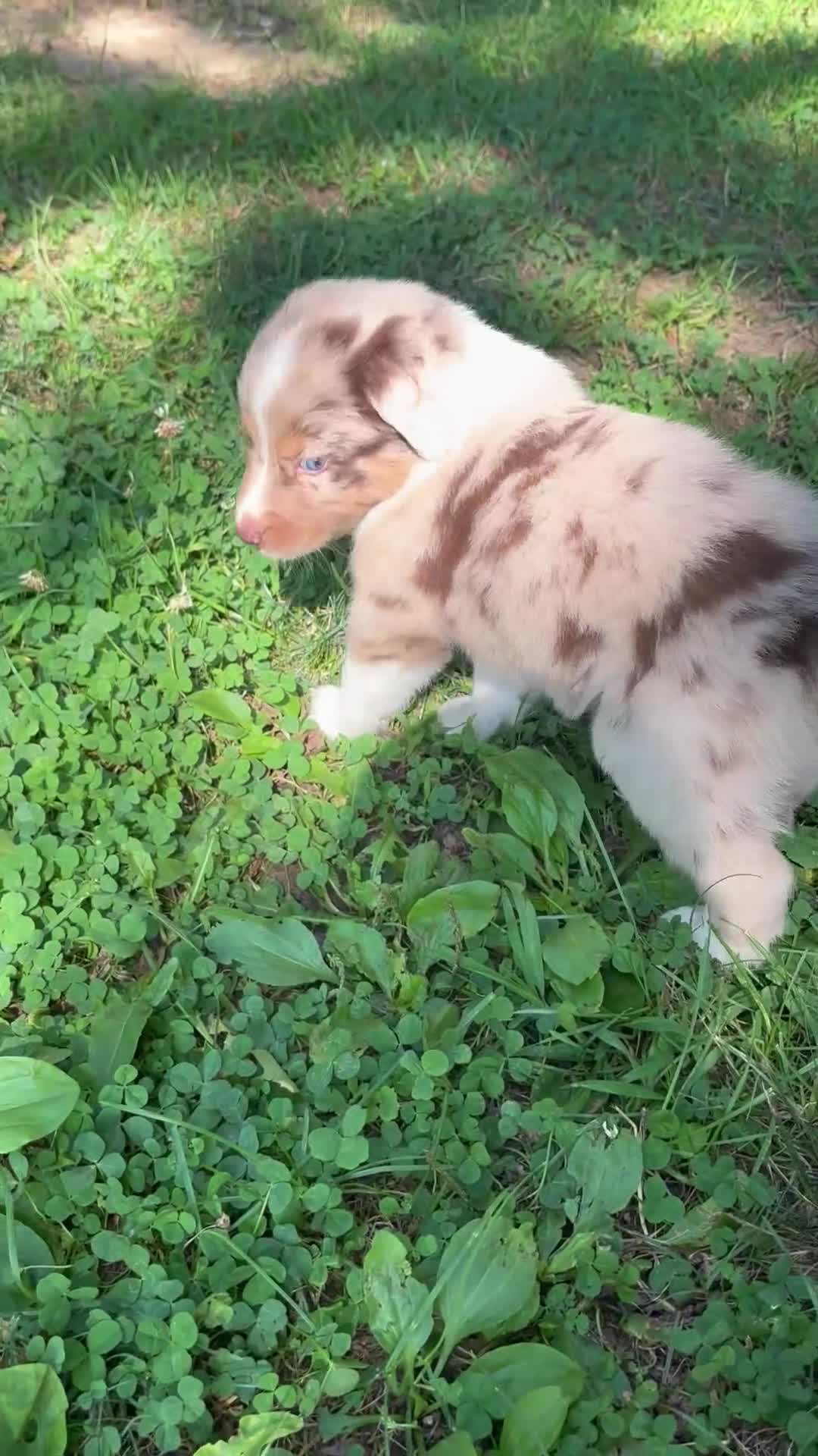 Australian Shepherd dogs for sale: Australian Shepherd 7 - Video 7