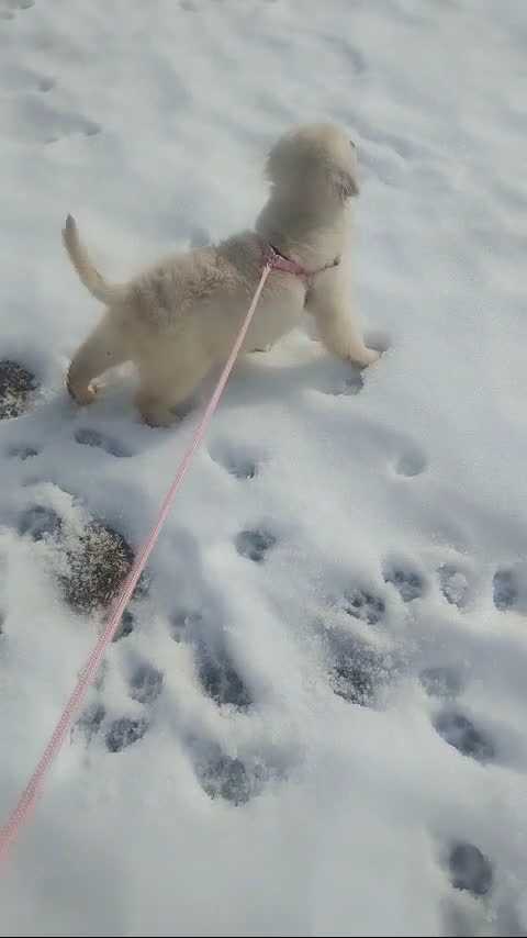 Golden Retriever dogs for sale: Golden Retriever Puppy 1 - Video 1