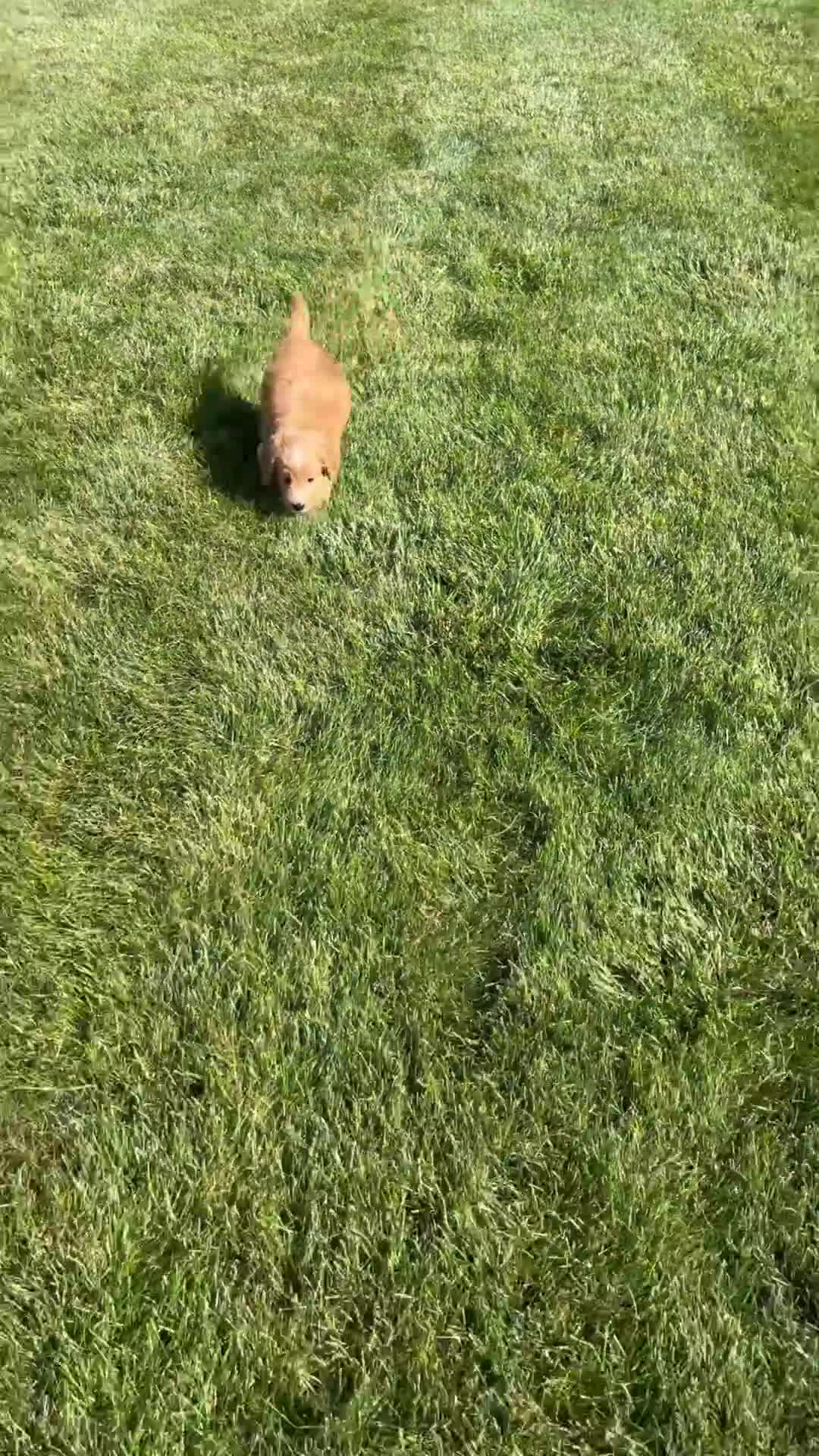 Mini Goldendoodle dogs for sale: Liam - Video 1