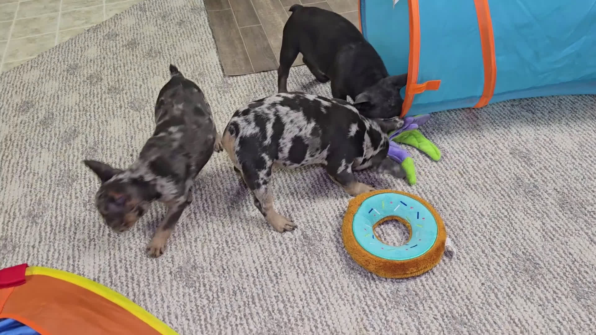 French Bulldog dogs for sale: Remi - Video 4