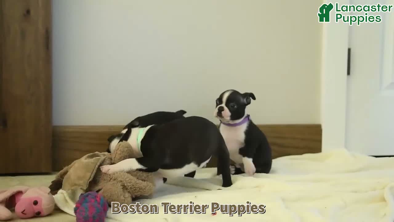 Boston Terrier dogs for sale: Tulip - Video 1
