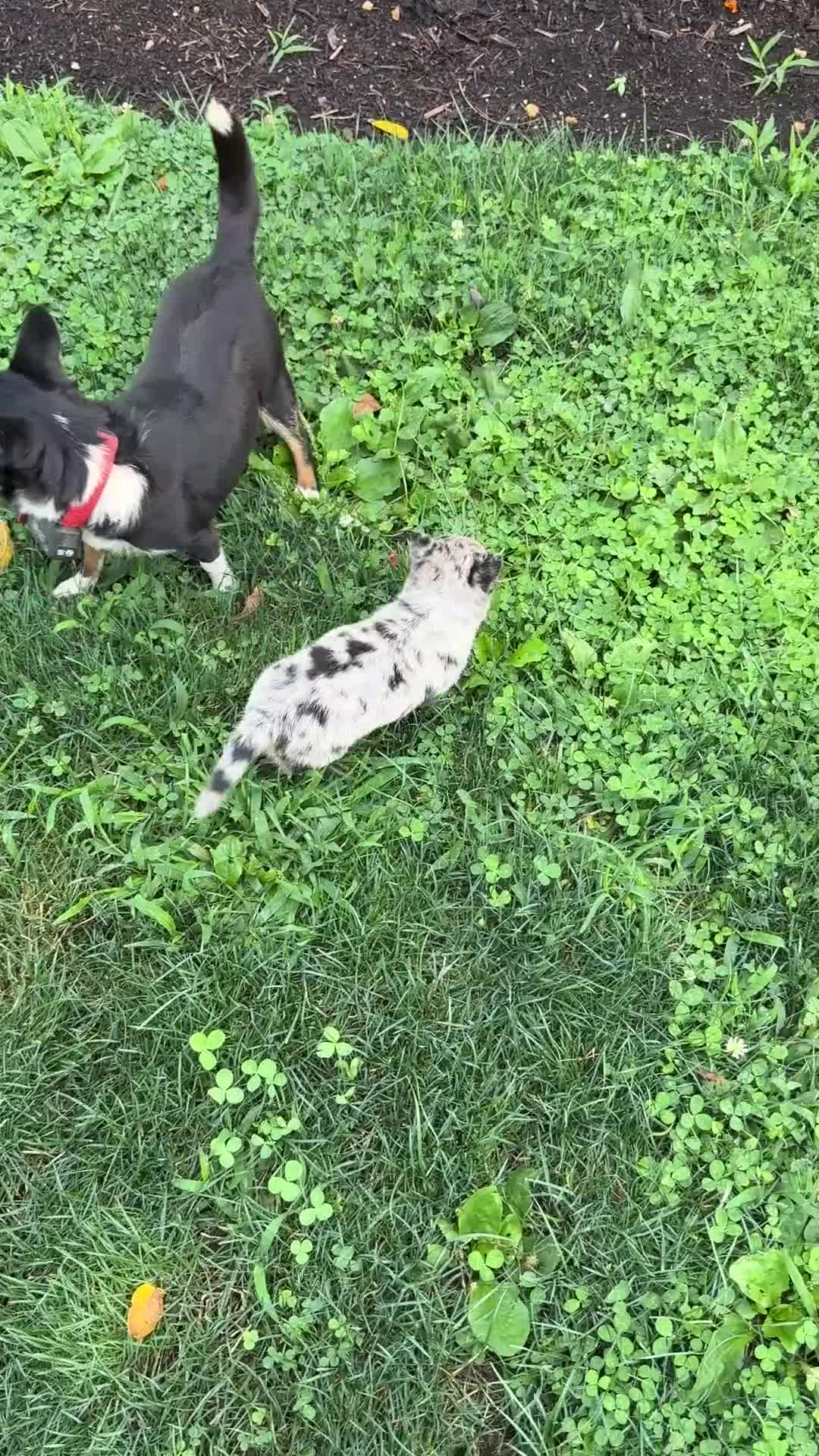 Chihuahua dogs for sale: Koda - Video 1