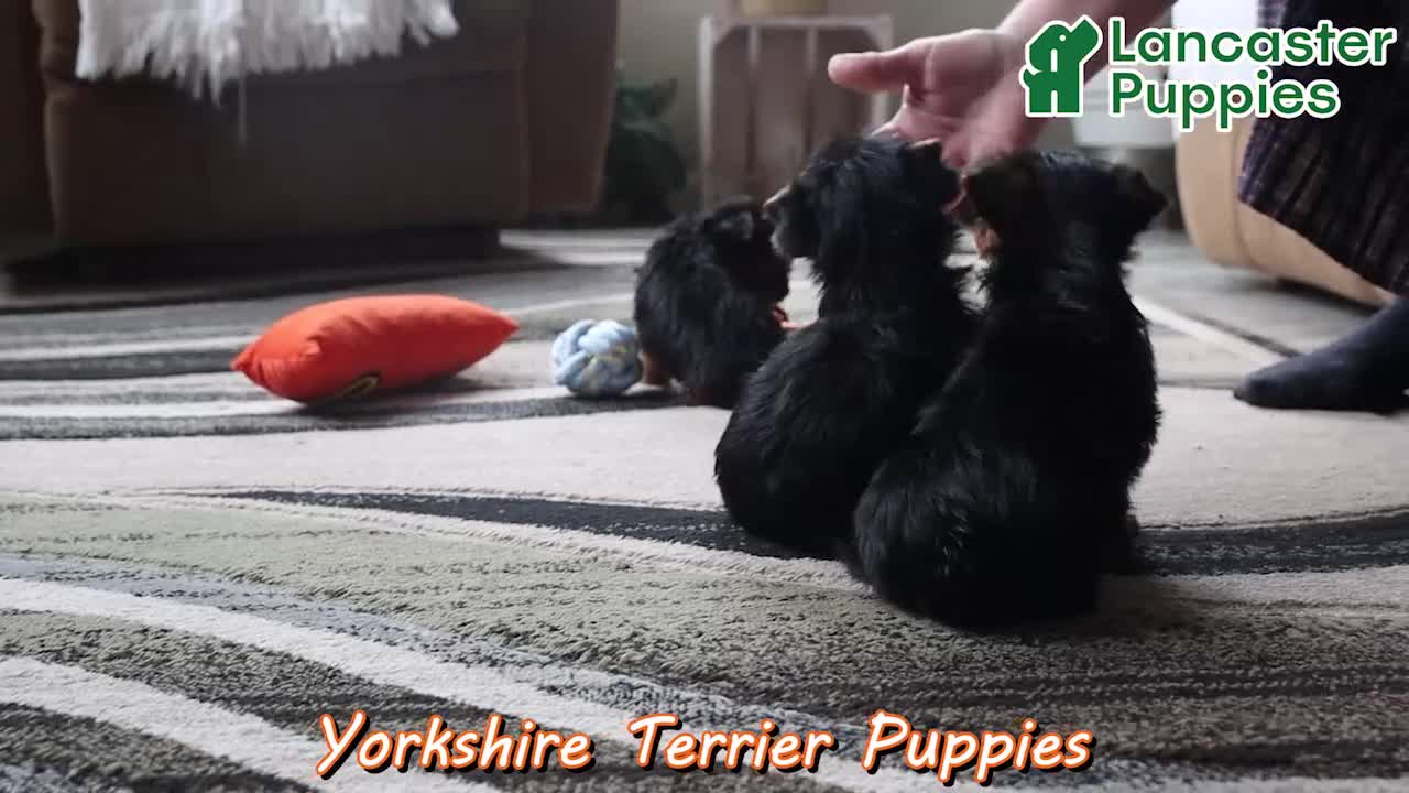 Yorkshire Terrier dogs for sale: John - Video 1