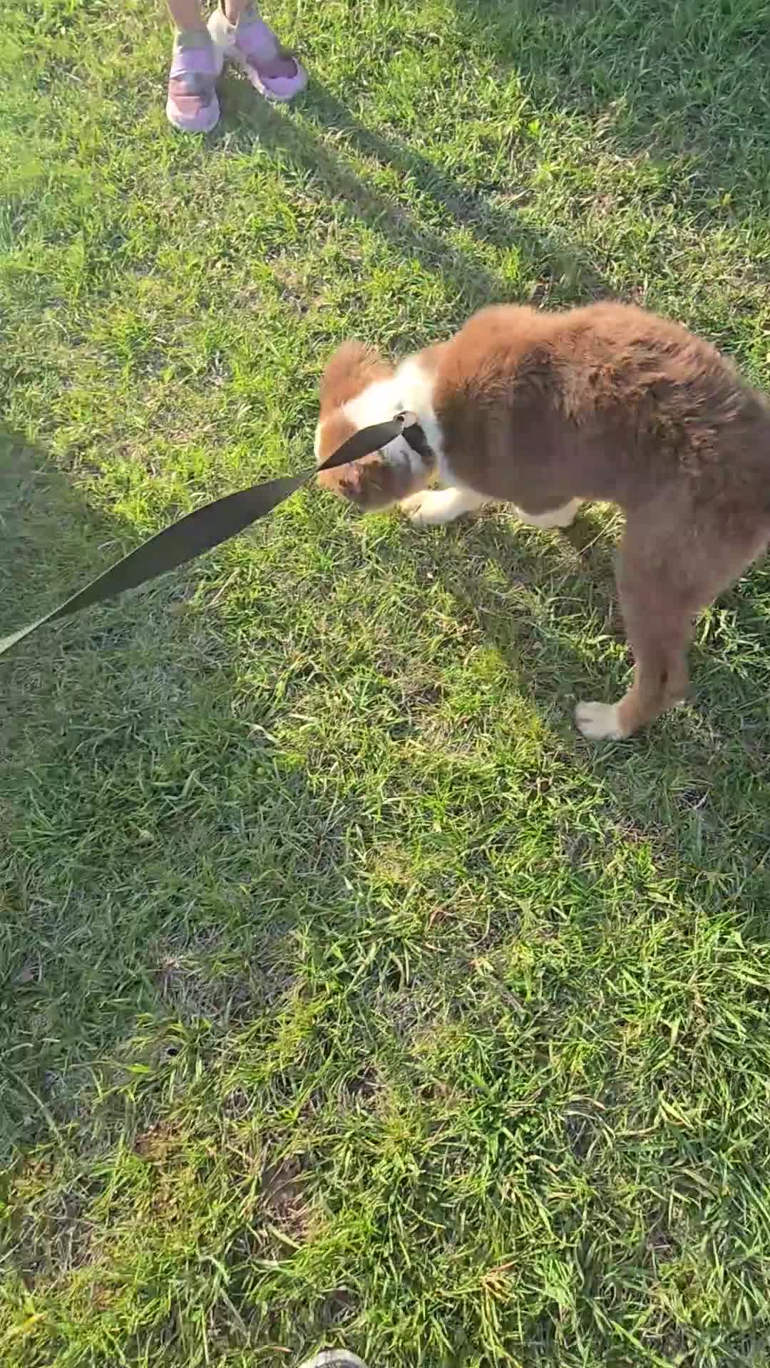 Australian Shepherd dogs for sale: Male 2 - Video 1