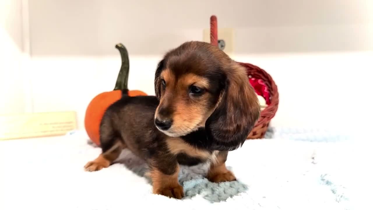 Miniature Dachshund dogs for sale: Nickolas - Video 1