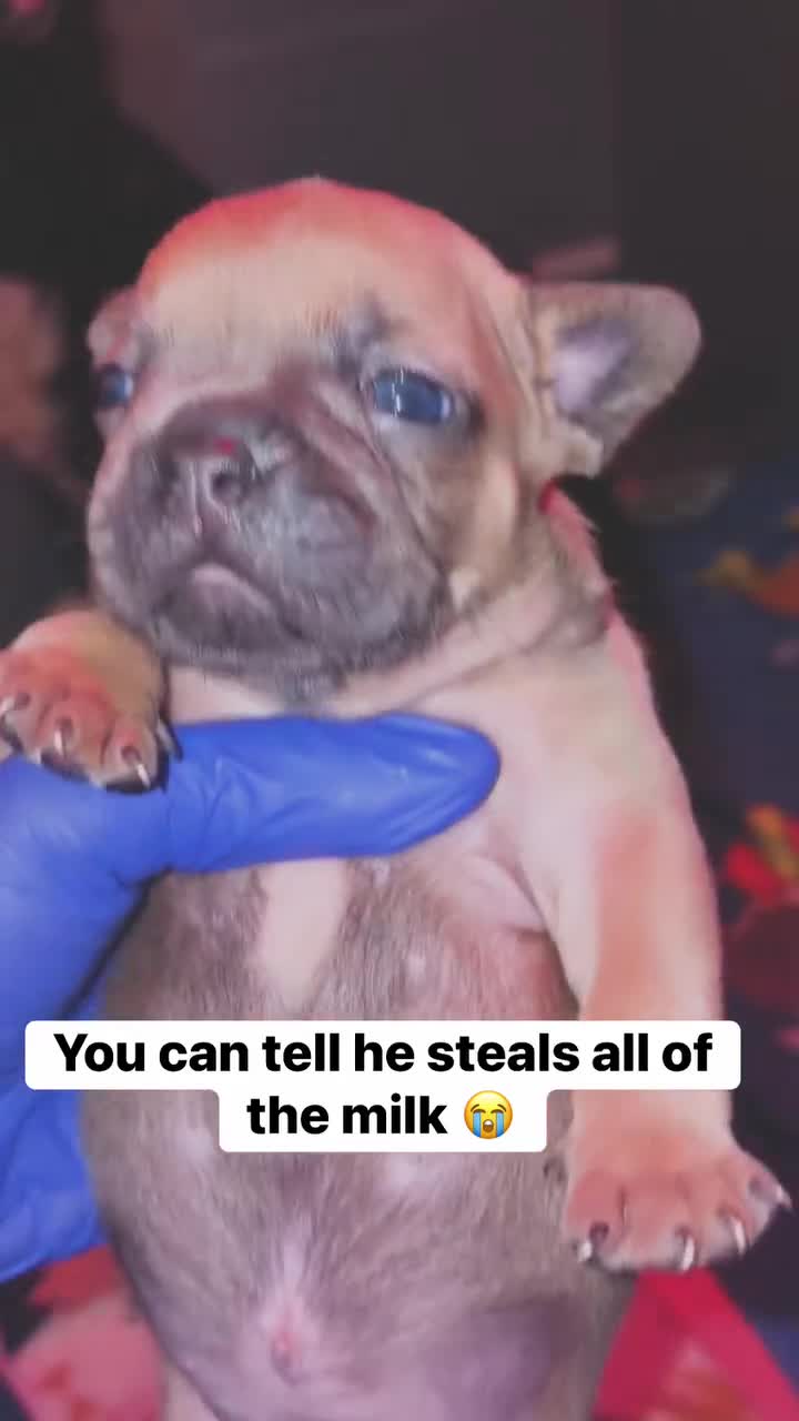 French Bulldog dogs for sale: French Bulldog  - Video 3