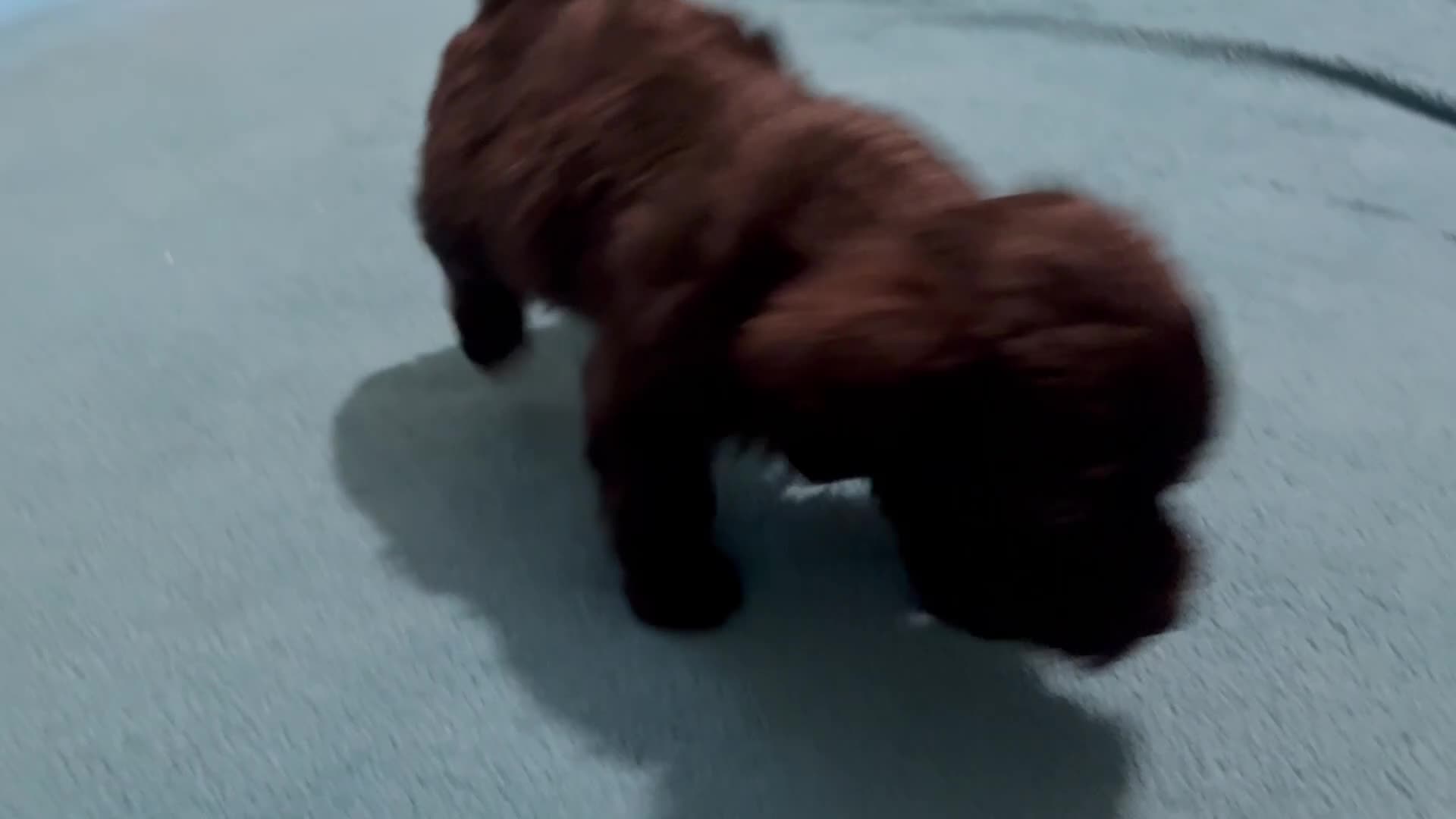 Mixed Breed dogs for sale: 3 Mixed Breed male color black and white on the chest and neck and mouth  - Video 3