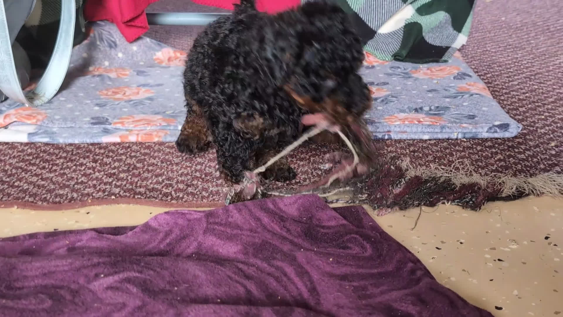Miniature Poodle dogs for sale: Jarrett - Video 1