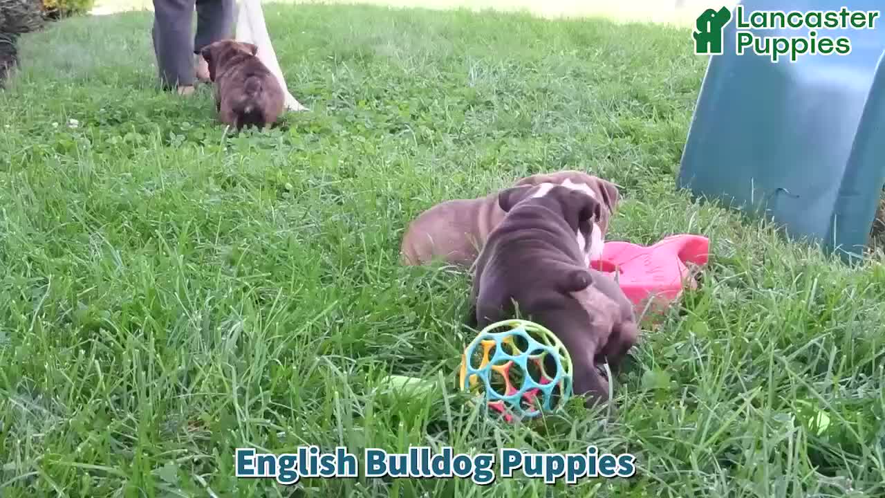 English Bulldog dogs for sale: Sweetie - Video 1