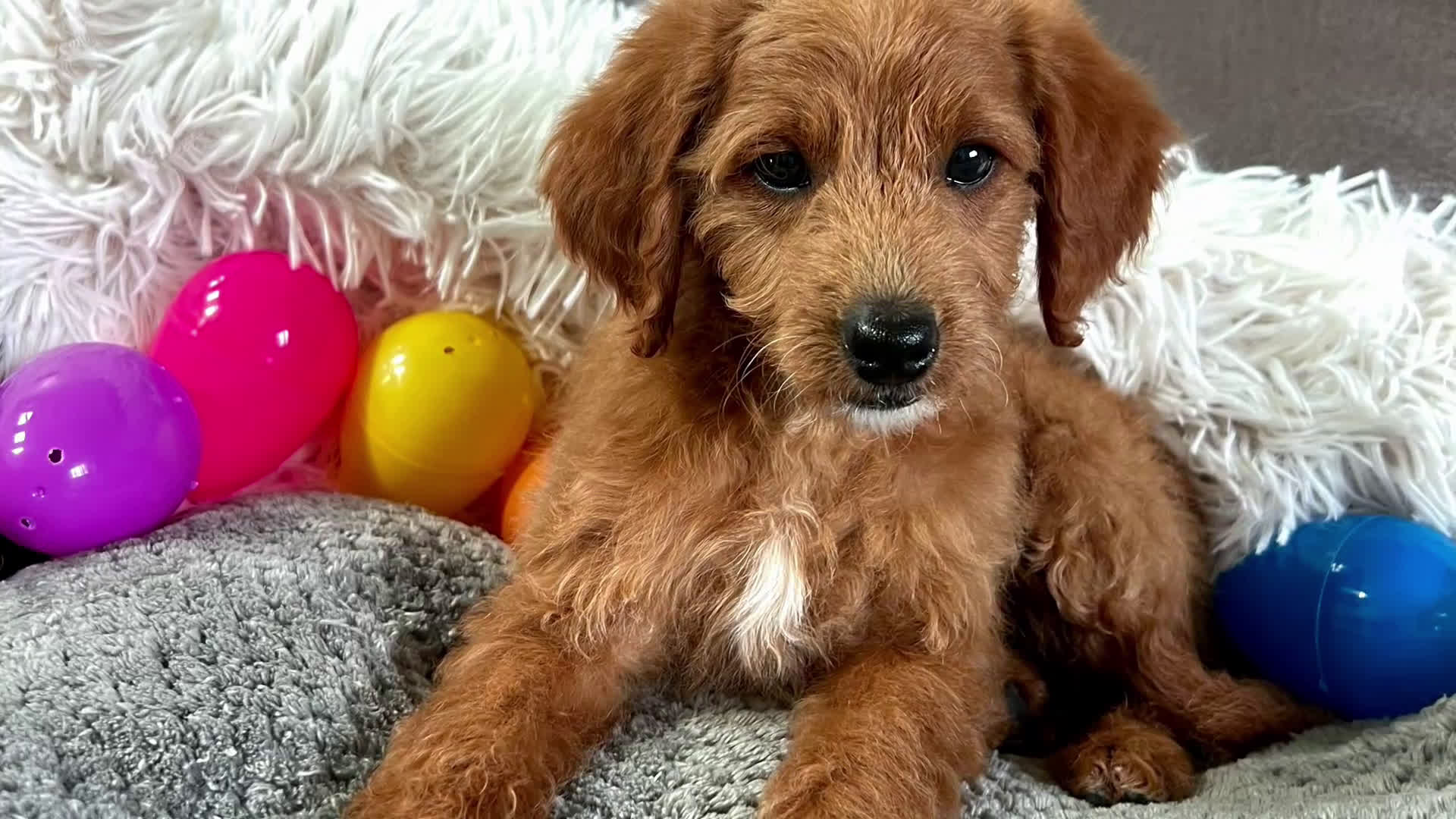 Mini Goldendoodle dogs for sale: Lucy (Micro Mini Girl) - Video 1