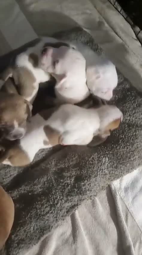 American Pit Bull Terrier dogs for sale: American Pit Bull Terrier  - Video 3