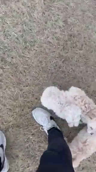 Maltipoo dogs for sale: Maggie - Video 3