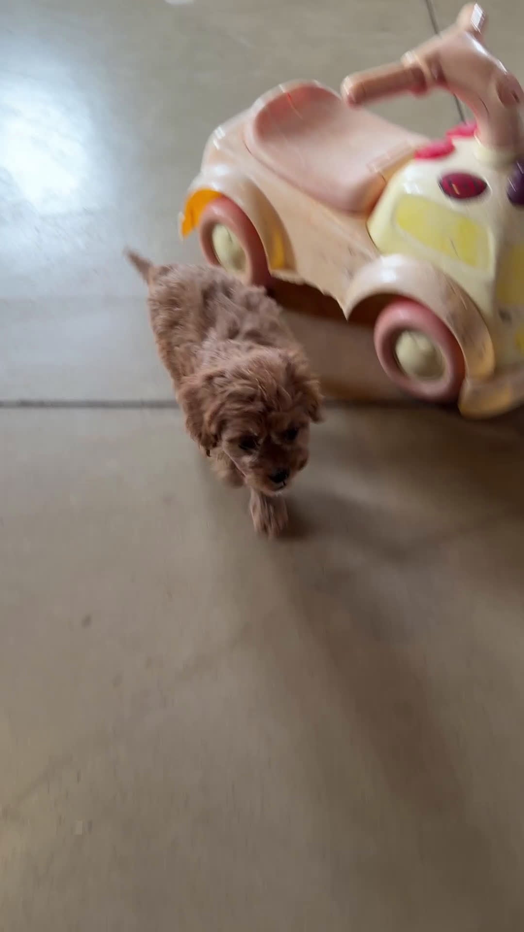 Cavapoo dogs for sale: Rosie - Video 2