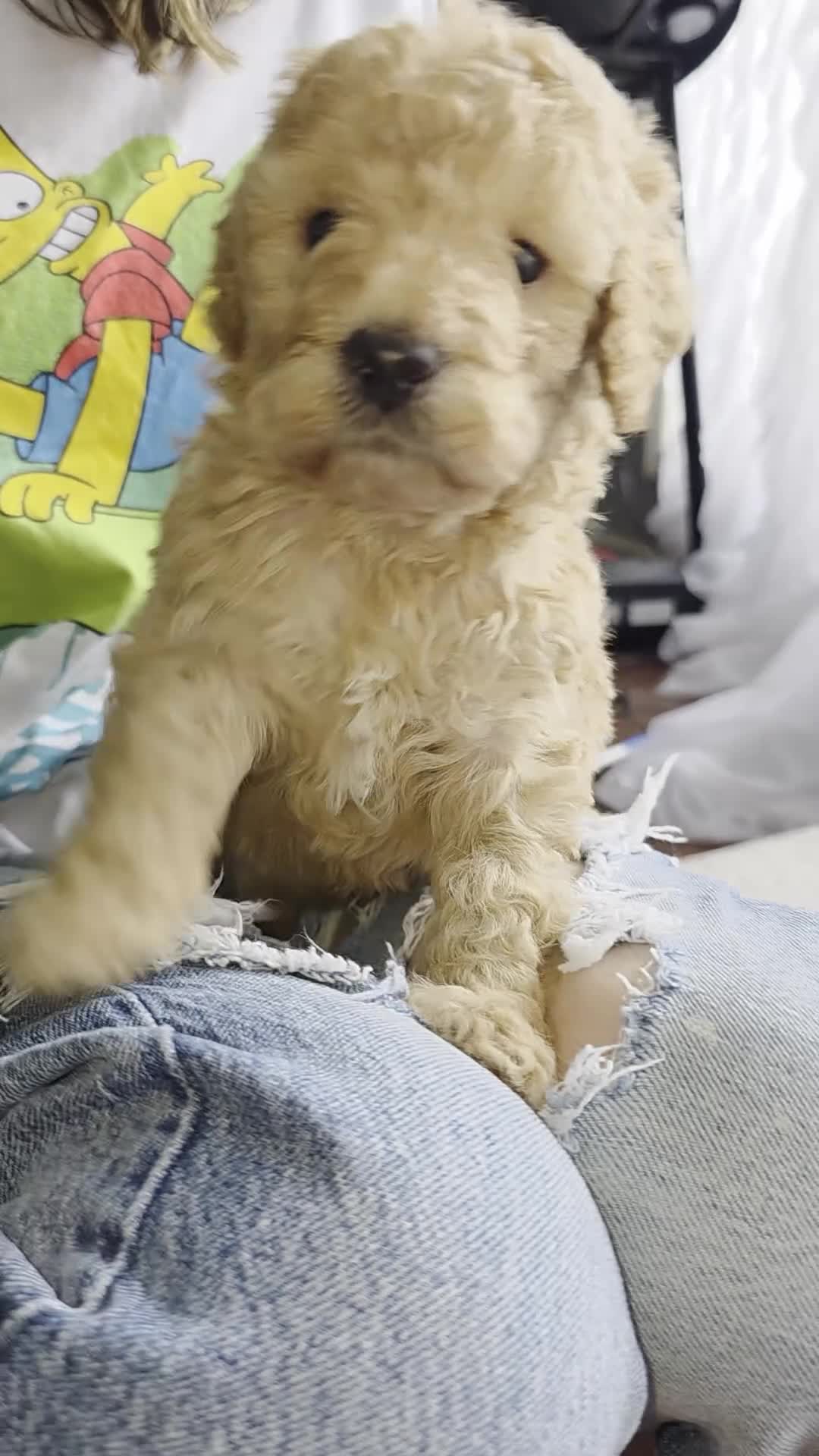 Goldendoodle dogs for sale: Mini Goldendoodle Female - Video 2
